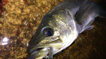 西宮跳ね橋　６０マルチ